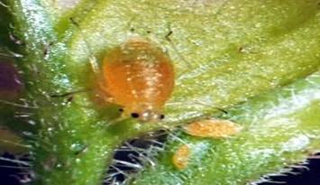 Aphids_persicae